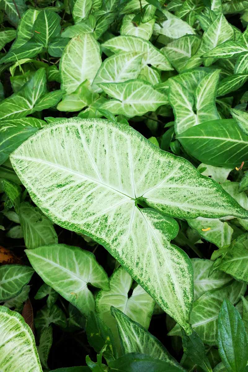 A close up vertical image of the variegated foliage of Syngonium podophyllum (arrowhead vine) growing in pots at a nursery.