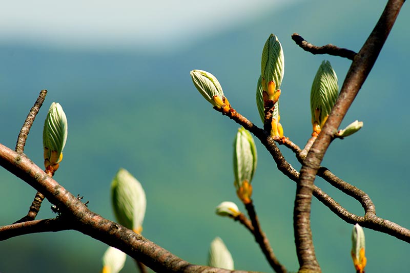 A close up horizontal image of leaf buds on a beech tree pictured on a soft focus background.