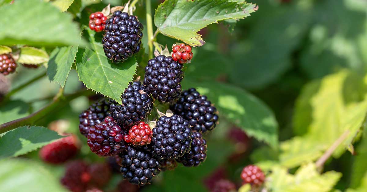 A Hands-On Guide to Growing Berries and Vine Fruit in the Home Garden The Backyard Berry Book Brambles