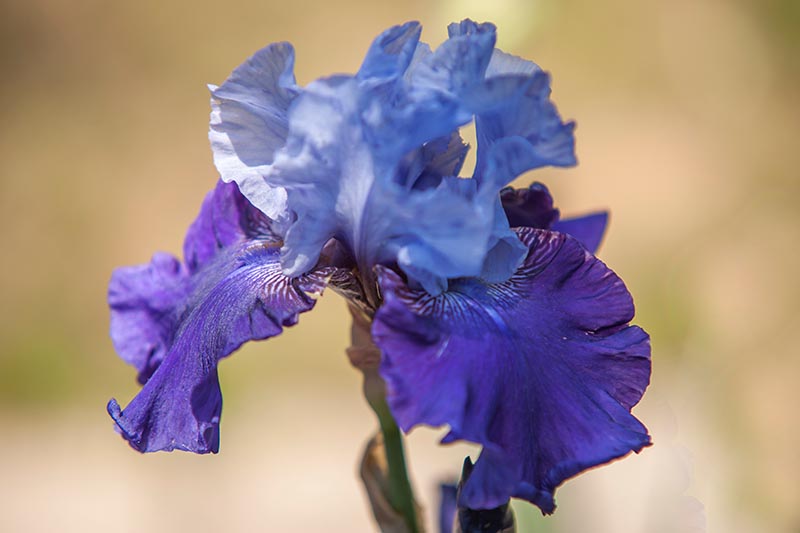 A close up horizontal image of a blue 'Best Bet' flower pictured on a soft focus background.