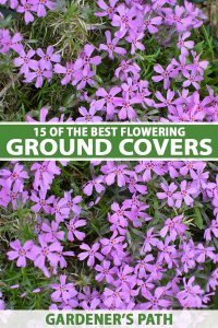 15 of the Best Flowering Ground Covers | Gardener’s Path