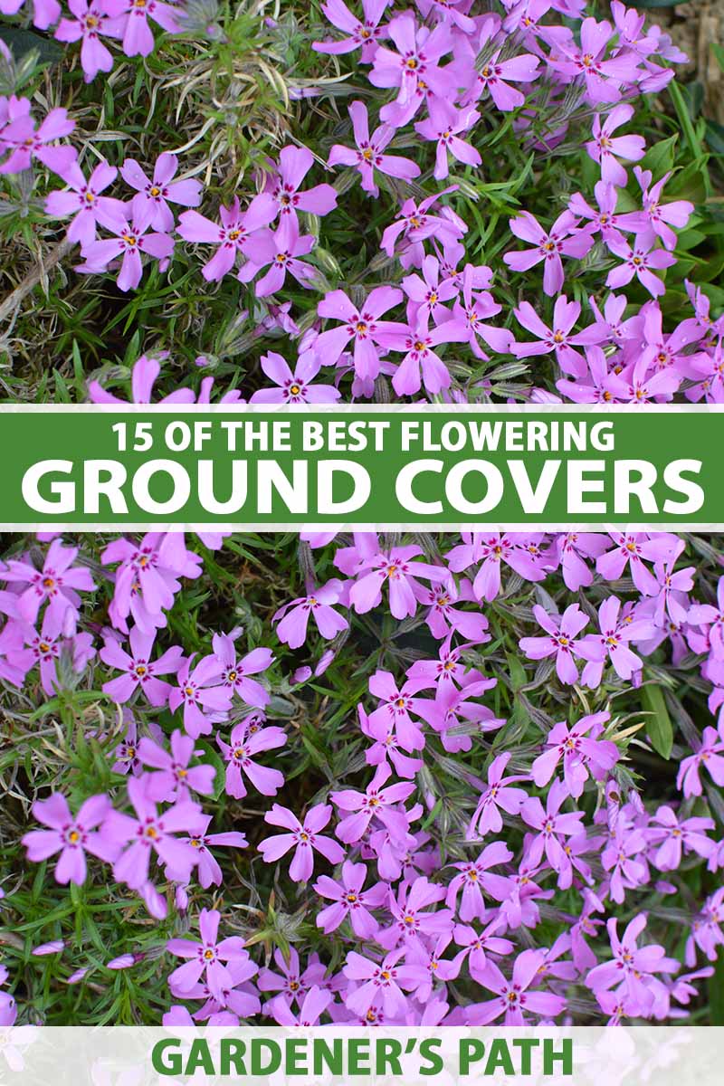 20 of the Best Flowering Ground Covers   Gardener's Path
