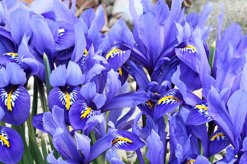 A close up horizontal image of bright blue iris flowers with yellow and white speckled throats growing in the garden.