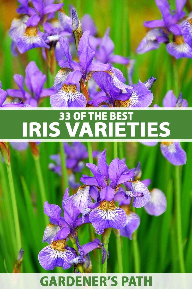 A close up vertical image of purple iris flowers growing in the garden pictured on a soft focus background. To the center and bottom of the frame is green and white printed text.