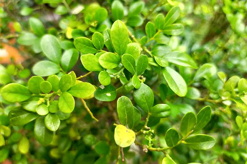 A close up horizontal image of the foliage of Japanese holly (Ilex crenata) growing in the garden.