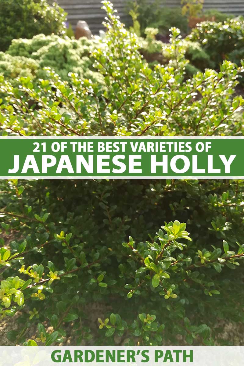 A close up vertical image of a Japanese holly shrub growing in the garden pictured in bright sunshine. To the center and bottom of the frame is green and white printed text.