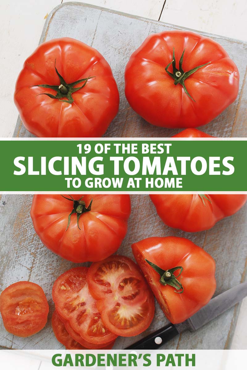 A close up vertical image of whole and sliced beefsteak tomatoes on a wooden chopping board. To the center and bottom of the frame is green and white printed text.