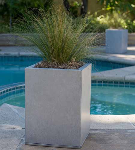 A close up square image of a metal planter with ornamental grass growing set near the side of a swimming pool.