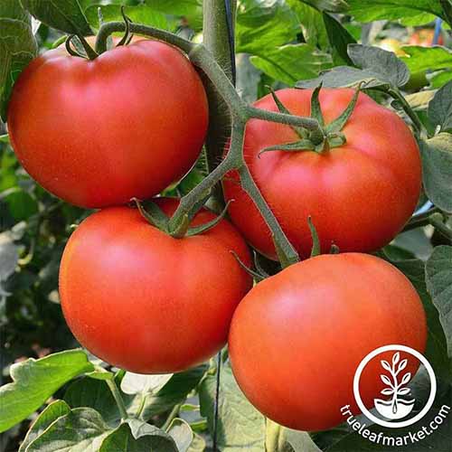 A close up square image of 'Big Beef' tomatoes growing in the garden. To the bottom right of the frame is a white circular logo with text.