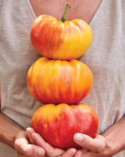 A close up vertical image of a gardener holding three 'Big Rainbow' tomatoes in the palms of her hands.