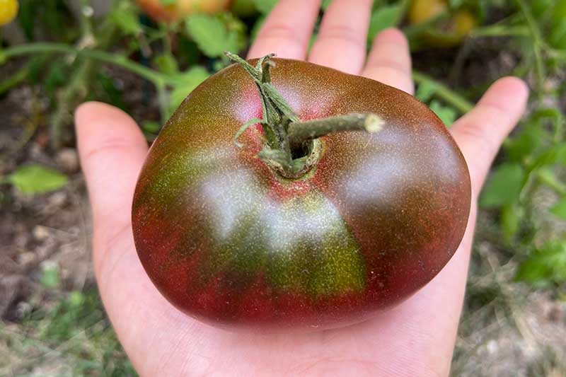 A close up horizontal image of an open palm holding a freshly picked 'Black Krim' tomato.