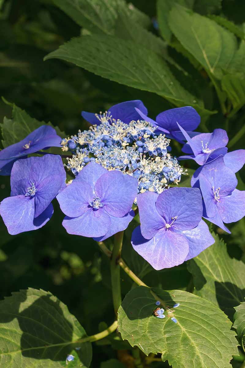 A close up vertical image of a blue Hydrangea macrophylla ‘Blaumeise’ growing in the garden pictured in bright sunshine on a soft focus background.