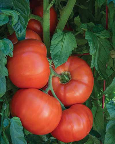 A close up vertical image of a bunch of ripe 'Bodacious' tomatoes growing in the garden.