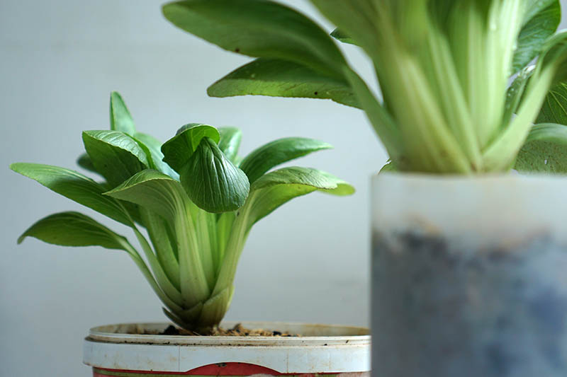 A close up horizontal image of bok choy plants growing in plastic pots pictured on a soft focus background.