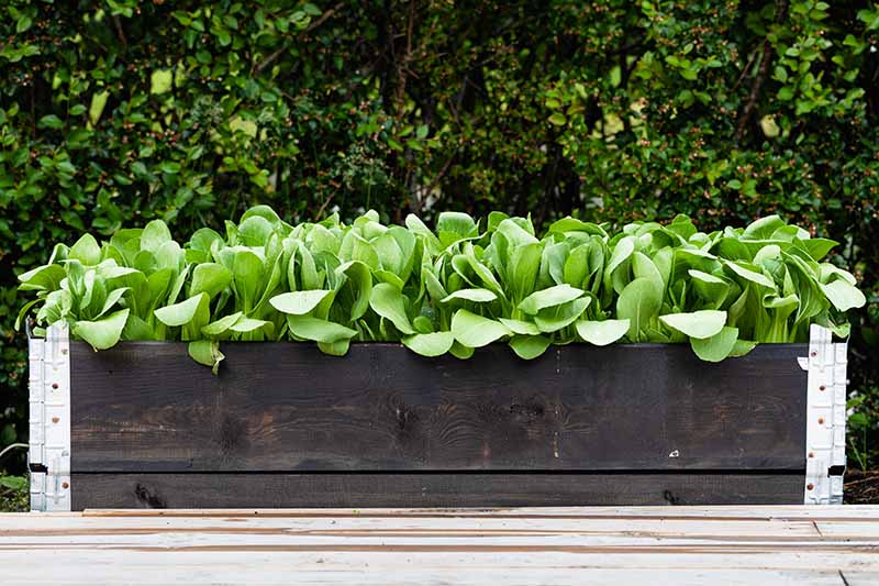 A close up horizontal image of bok choy growing in a large rectangular planter outdoors.