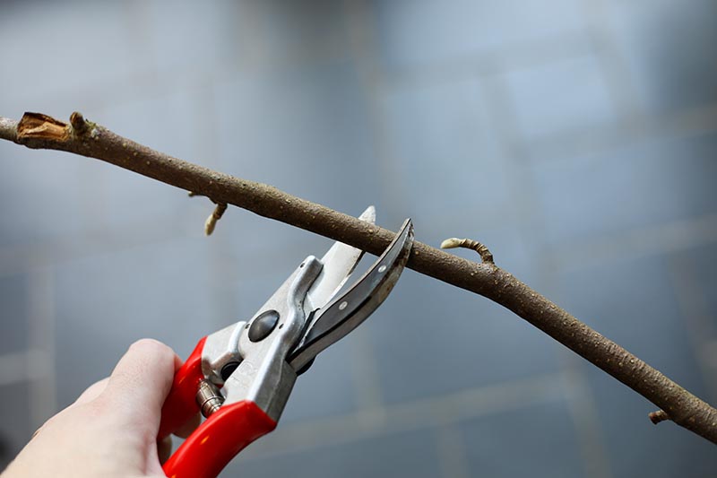 A close up horizontal image of a hand from the left of the frame holding a pair of pruning shears before snipping off a branch.
