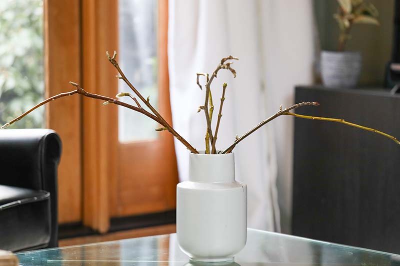 A close up horizontal image of a branches placed in a vase near a window indoors to force them to bloom.