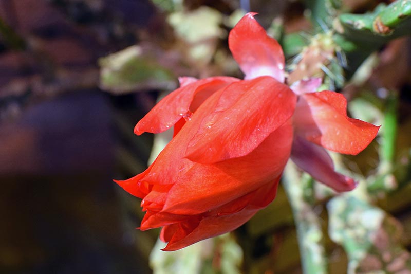 A close up horizontal image of a bright red orchid cactus flower pictured on a soft focus background.