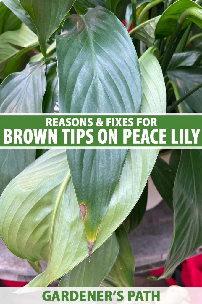 Brown Tips On Peace Lily Pin 683x1024 