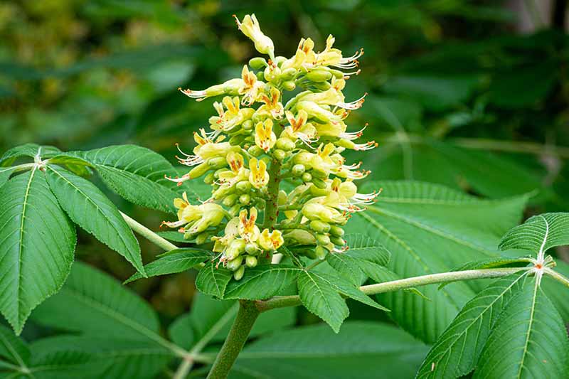 A close up horizontal image of Ohio buckeye in bloom with yellow flowers on a long panicle.