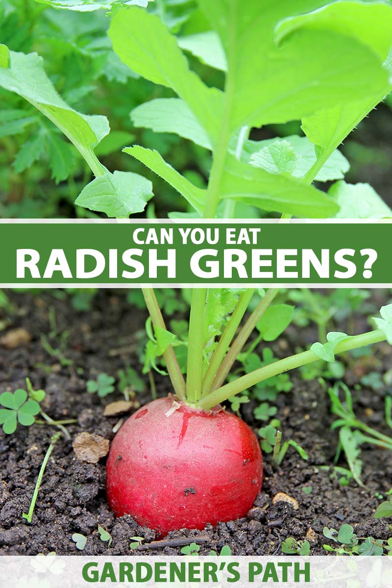 A close up vertical image of a ready to harvest red radish growing in the garden. To the center and bottom of the frame is green and white printed text.