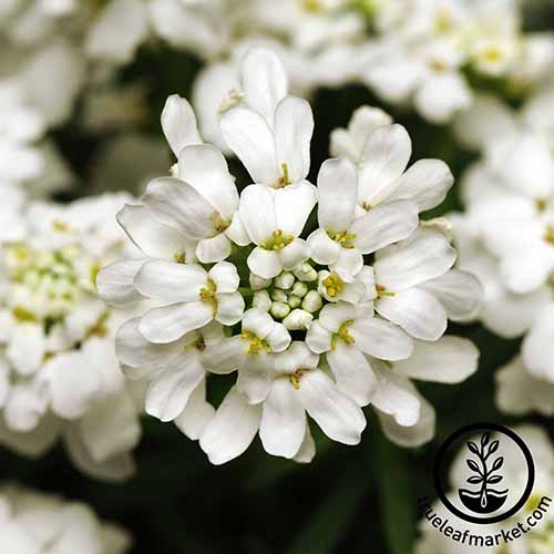 A close up square image of the white flowers of candytuft growing in the garden. To the bottom right of the frame is a black circular logo with text.