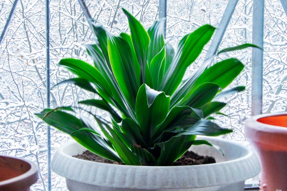 A close up horizontal image of a cast-iron (Aspidistra elatior)growing in a white pot on a windowsill.