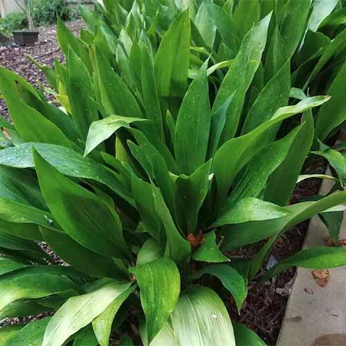 A close up square image of cast-iron (Aspidistra) plants growing outdoors.