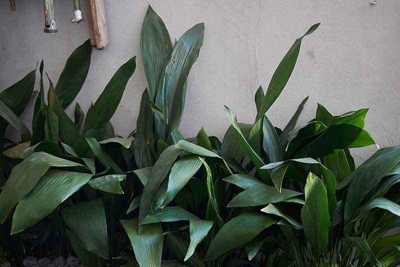 A close up horizontal image of Aspidistra elatior (cast-iron plants) growing in a planter indoors.