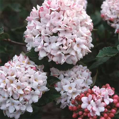 A close up square image of the light pink flowers of Viburnum x carlcephalum 'Cayuga' growing in the garden pictured on a dark background.