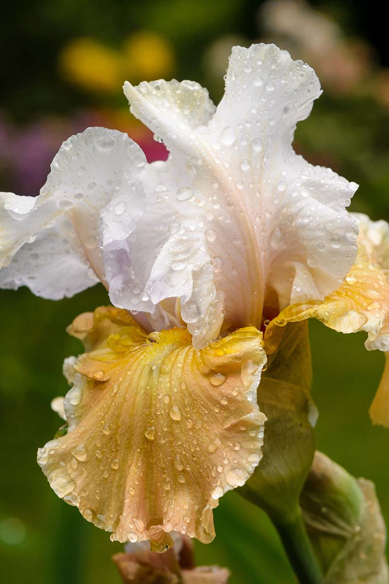 A close up vertical image of 'Champagne Elegance' iris flower growing in the garden covered in droplets of water.