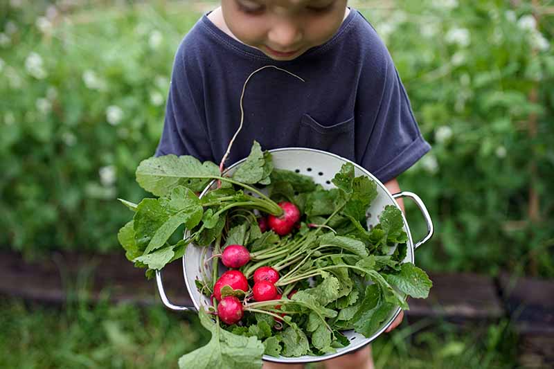 A close up horizontal image of a child holding a metal colander filled with a fresh harvest of radish roots and tops.