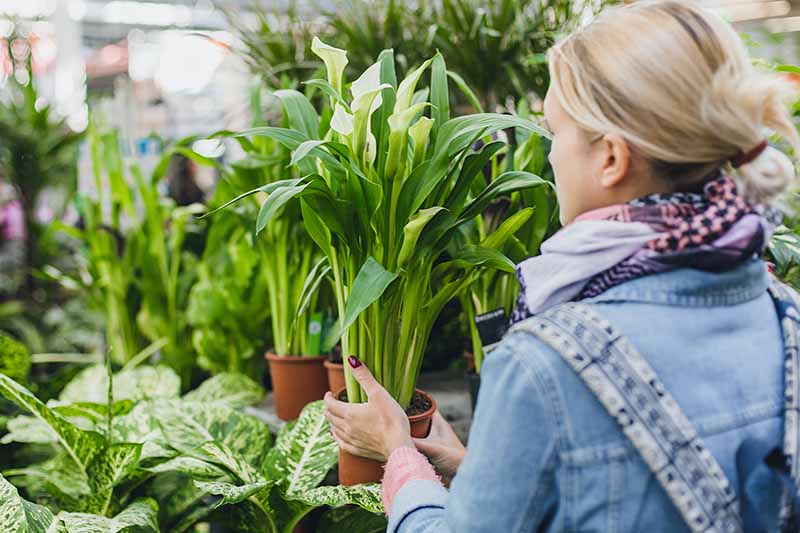 A horizontal image of a woman holding a potted Aspidistra elatior in a garden nursery.