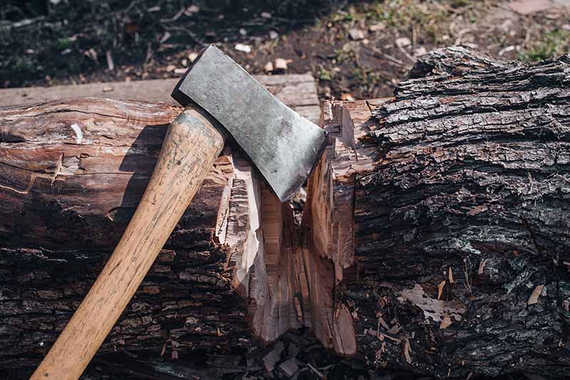 A close up horizontal image of an axe with a wooden handle being used to chop wood.