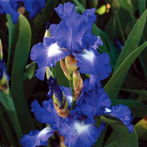 Perennial Iris 2 Bulbs Stunning Flowers Fresh Fancy Impressive Glamorous Plants 