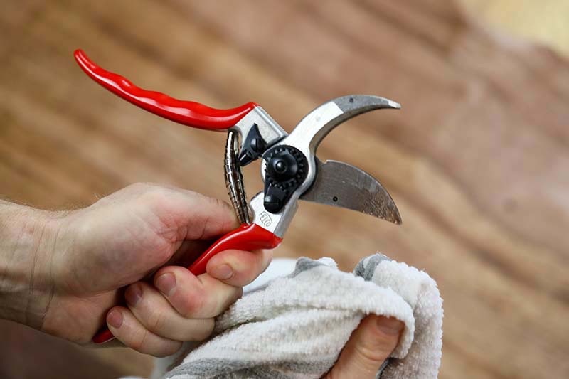A close up horizontal image of a hand holding a pair of secateurs and cleaning them with a cloth.