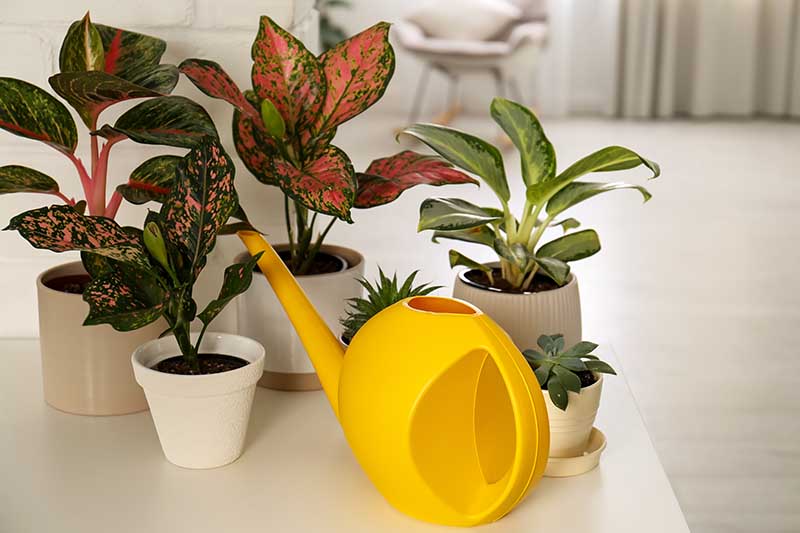 A close up horizontal image of a collection of Chinese evergreen houseplants with an orange watering can set on a white table.