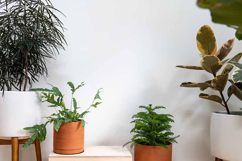 A close up horizontal image of a collection of houseplants with a white wall in the background.