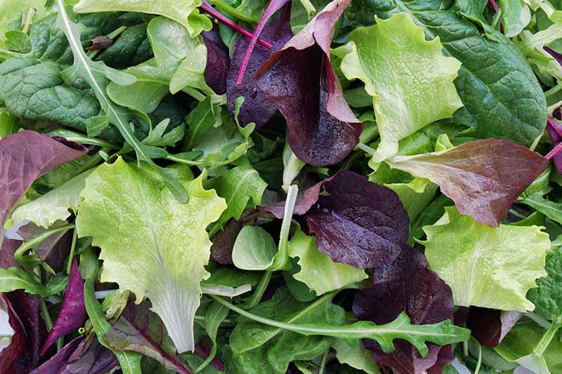 A close up horizontal image of freshly harvested mesclun aka spring mix.