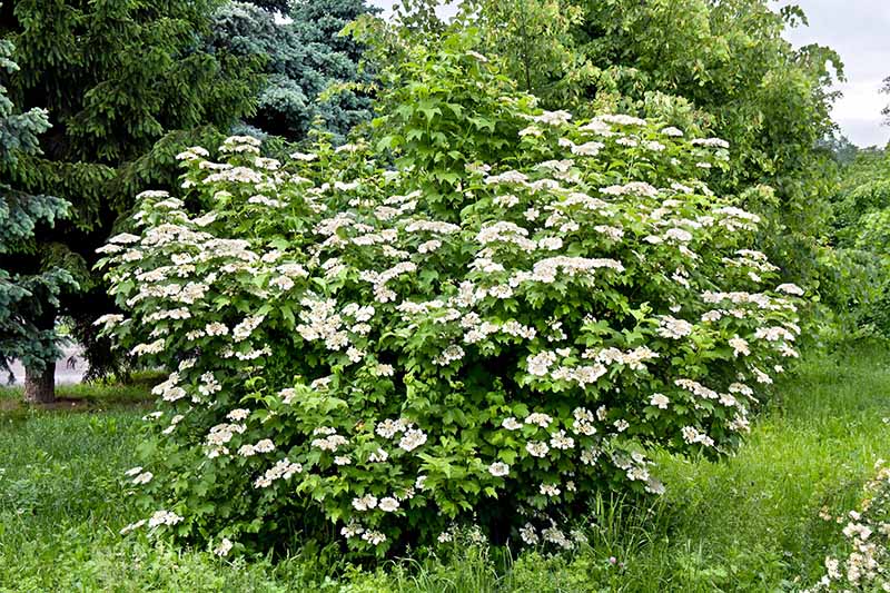 A horizontal image of a large flowering viburnum shrub growing in the garden with trees in soft focus in the background.