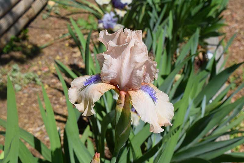 size #1 Large Rhizome 1 Tall Bearded Iris "SORBONNE" 