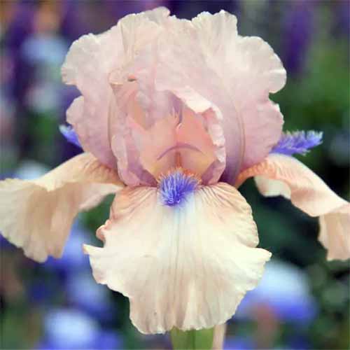 A close up square image of a 'Concertina' iris flower pictured on a soft focus background.