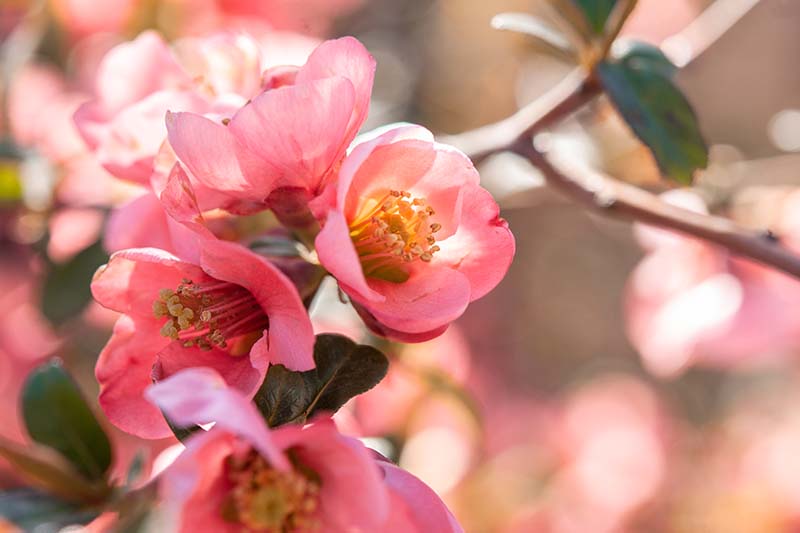 A close up horizontal image of crabapple blossoms pictured on a soft focus background.