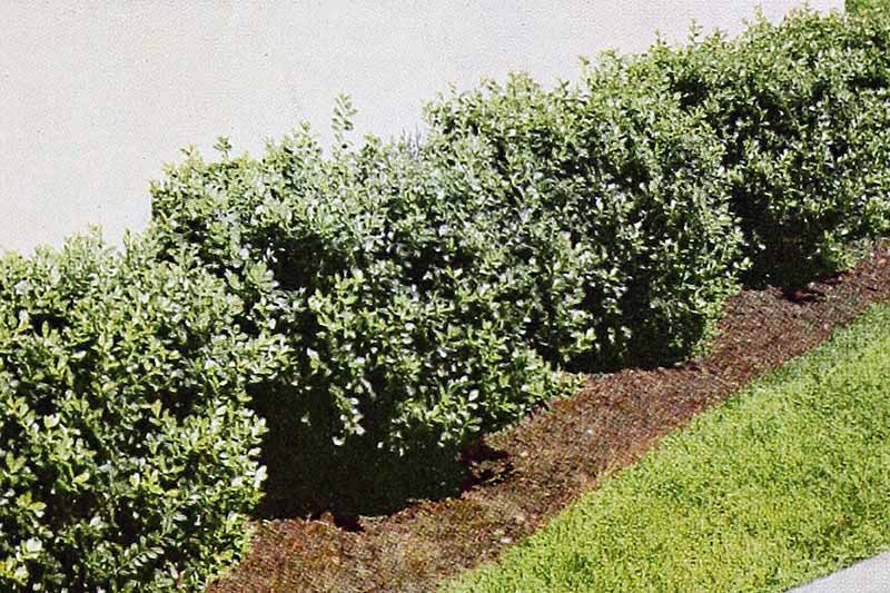 A close up horizontal image of Ilex crenata 'Hertzii' growing as a low hedge by a white wall.