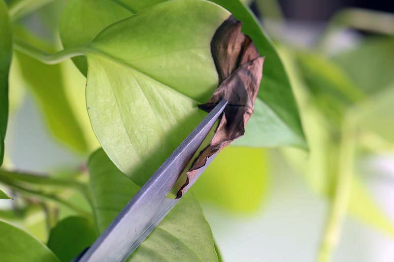 A close up horizontal image of a pair of scissors cutting dead leaves from a houseplant.