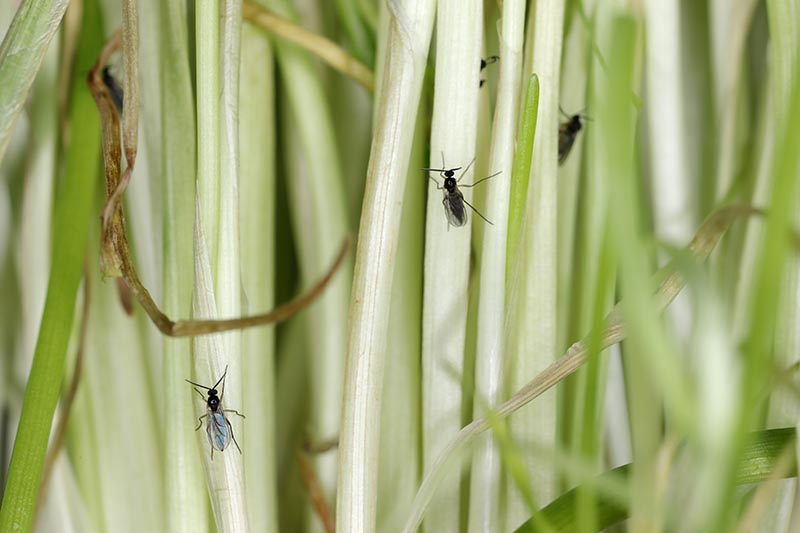 A close up horizontal image of Sciaridae insects infesting a houseplant.