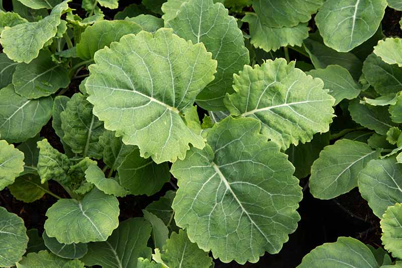 A close up horizontal image of the leaves of perennial kale growing in the garden.