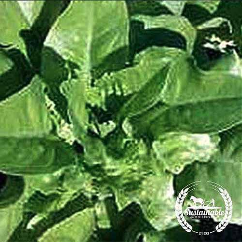 A close up square image of 'Deer Tongue' lettuce with a white circular logo with text in the bottom right hand corner.