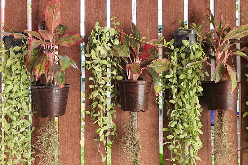 A close up horizontal image of a set of three houseplants growing in hanging pots against a fence.