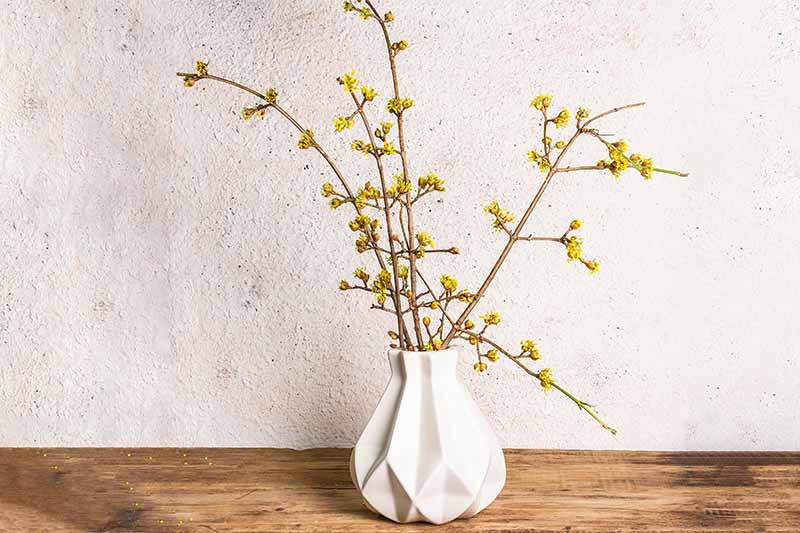 A close up horizontal image of flowering dogwood branches in a small white vase set on a wooden surface.